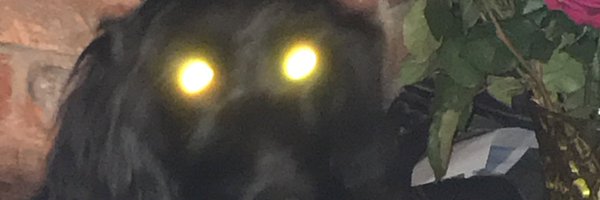 ihatehomework22 Profile Banner
