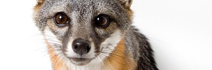 0.0 Island Fox banner