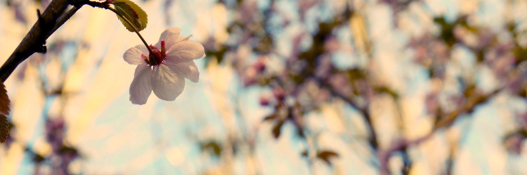 Evangeline banner