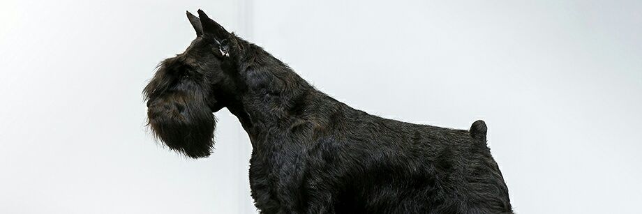 Lina_Litter's profile banner image