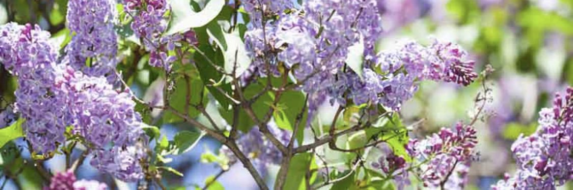 annamaria868's profile banner image