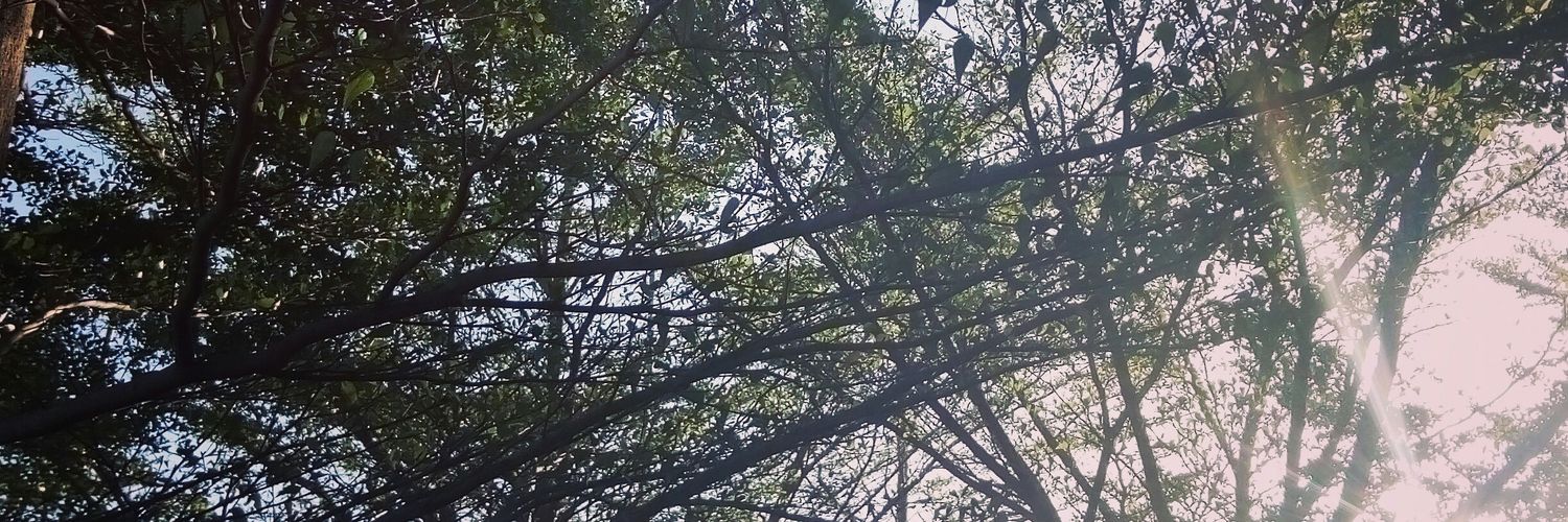 noELLE_MNOP's profile banner image