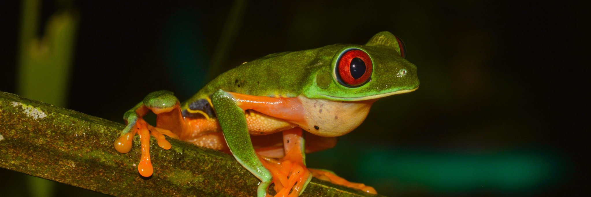 Ana Maria Ospina-L banner