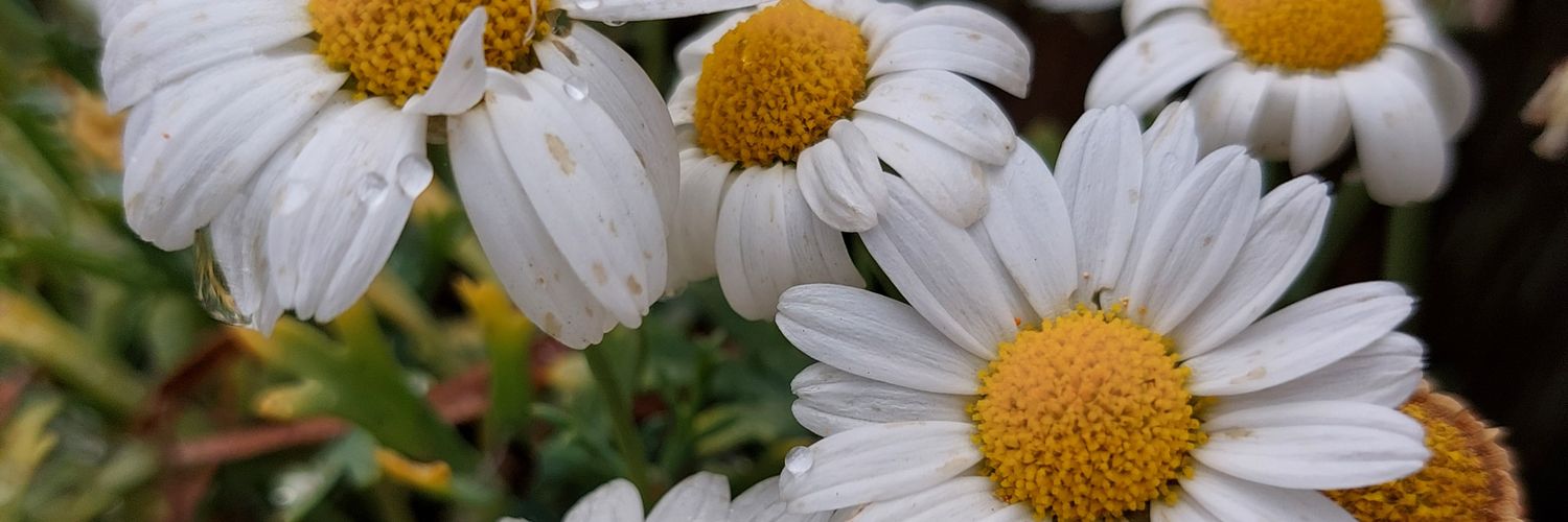 VickyColl27's profile banner image