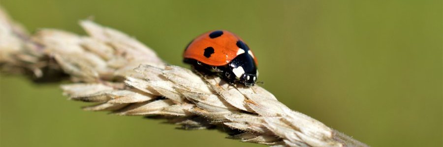 Biodiversity Ireland's banner
