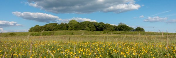 froglet33 Profile Banner