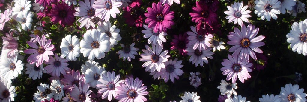 bellaisya's profile banner image