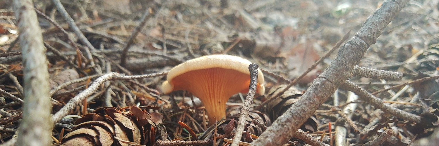 Lucía Libremente banner