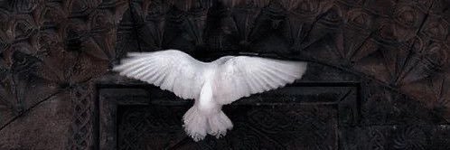 ghazala262's profile banner image