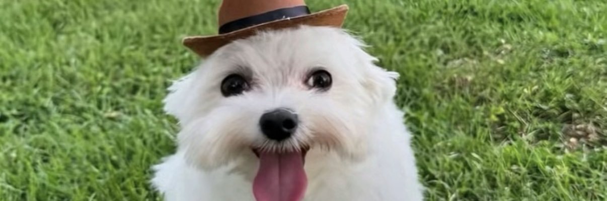 lotuspill's profile banner image