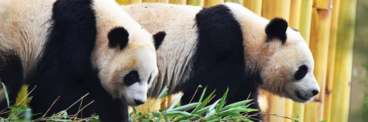 panda_awesome1's profile banner image