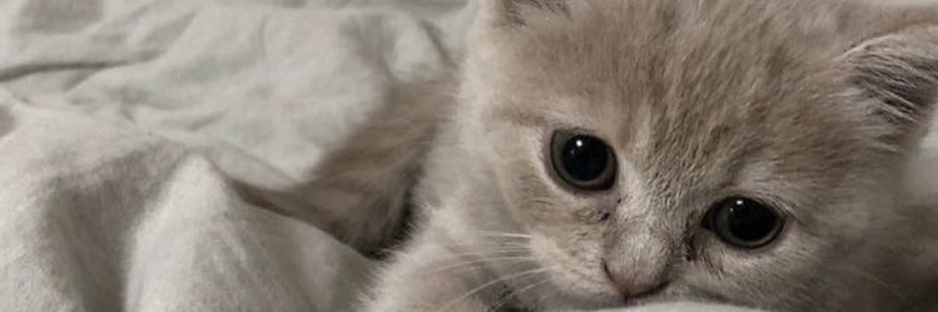 lil7_j's profile banner image