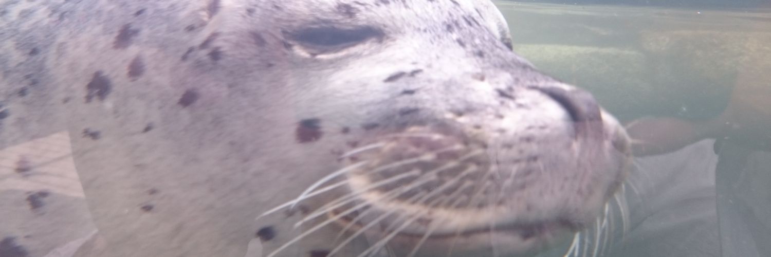 Postman0u0's profile banner image