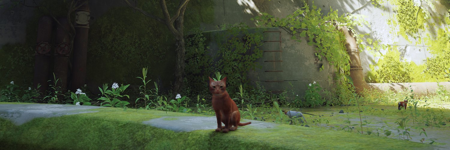 kittenisacat's profile banner image