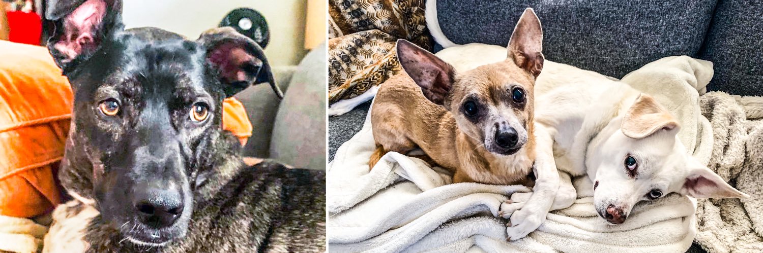 Juniper Bear and the Couch Potatoes banner