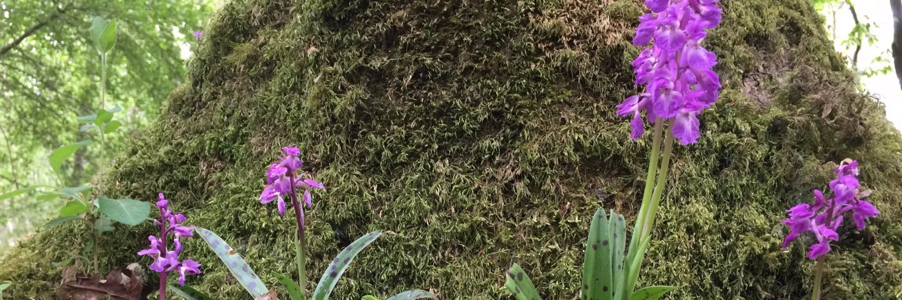 NE1LEVANS's profile banner image