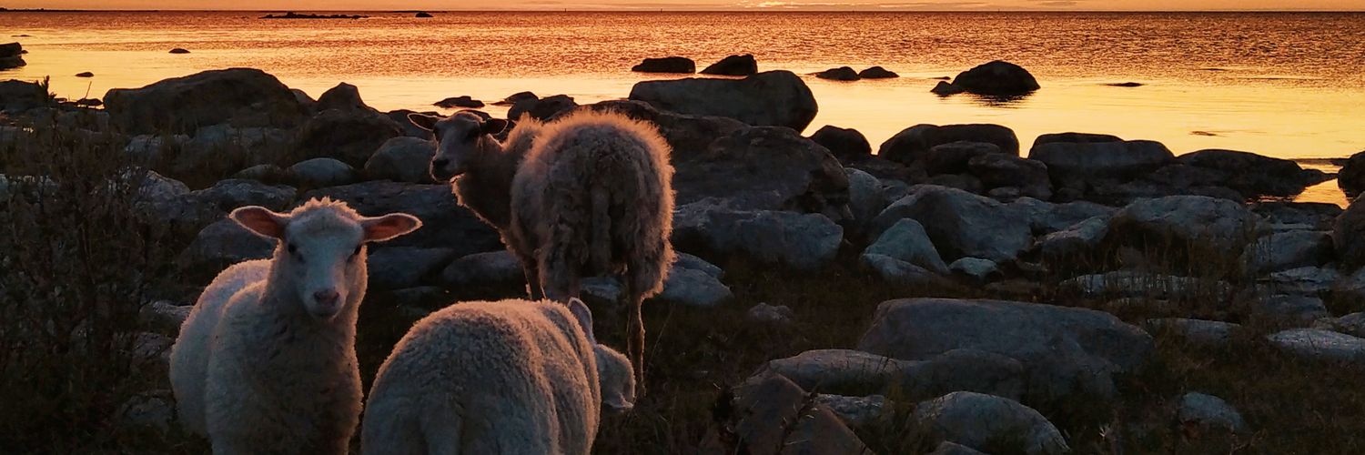 syntikalisti's profile banner image