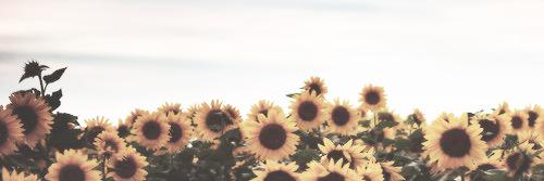 Lisaodowd_'s profile banner image