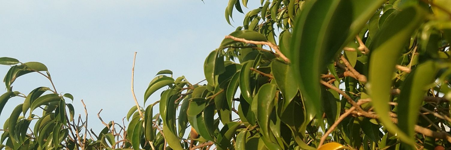 WorldofQuesrian's profile banner image
