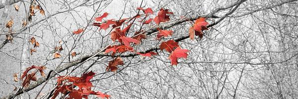 JasonCoolman Profile Banner