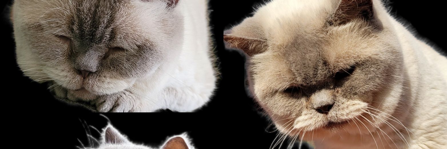 noocatz's profile banner image