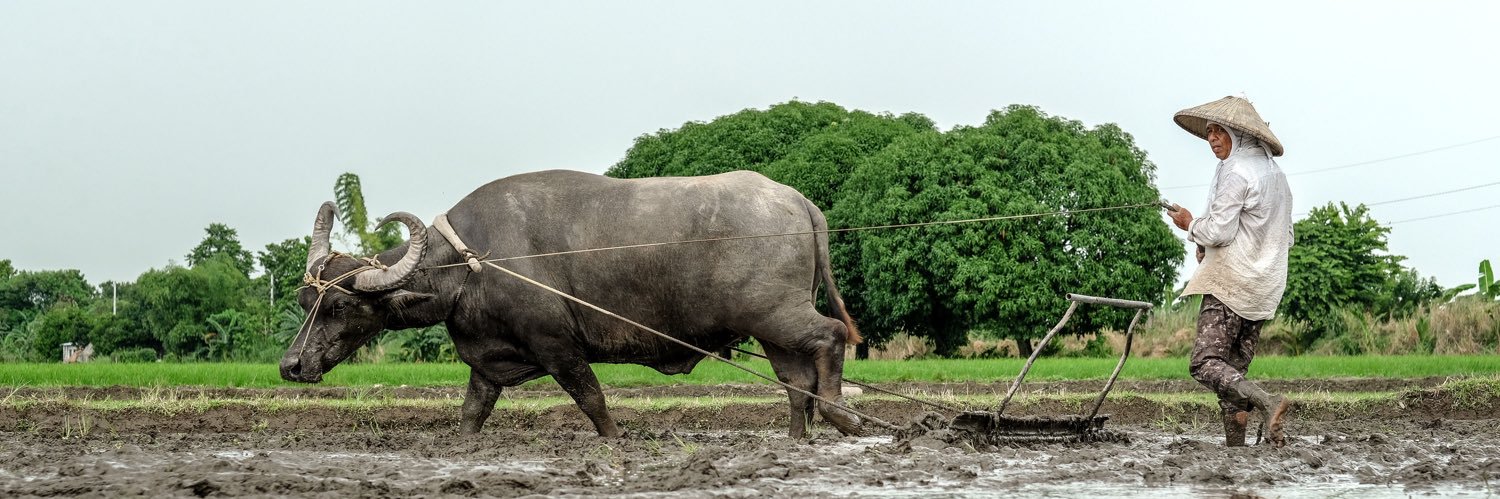 Dominique Burgeon banner