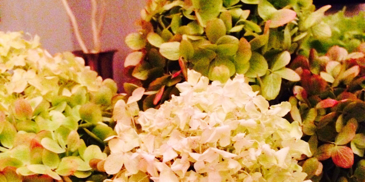racheltt's profile banner image