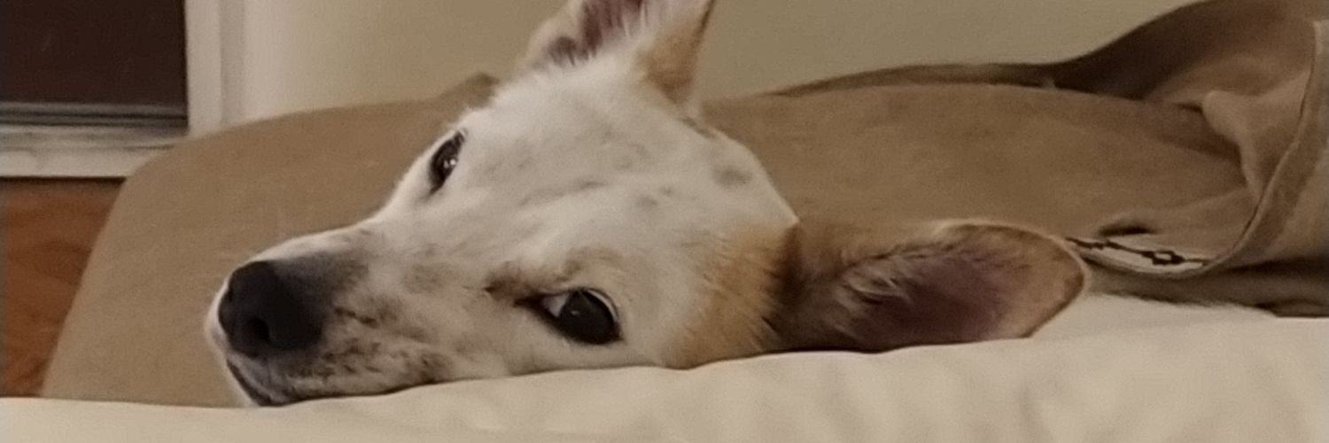 SYBILLA GOMEZ 🖐️🇺🇦💚 🇦🇷💪😺 banner