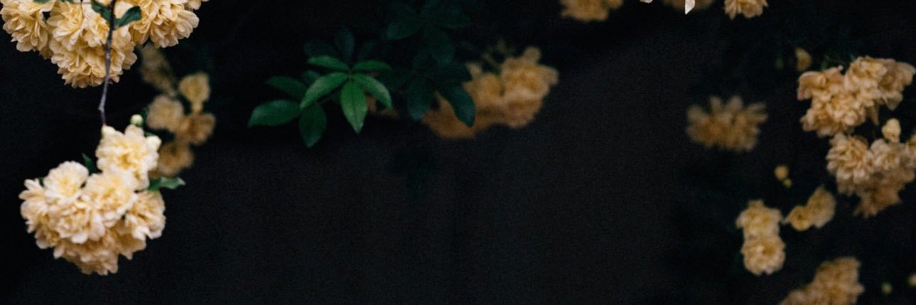 tutaneliar's profile banner image