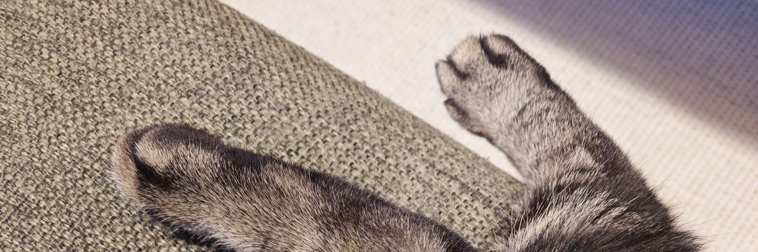 lifewithcats28's profile banner image