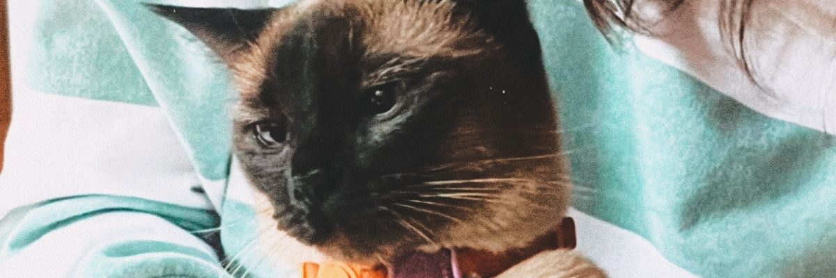 jessvg_'s profile banner image