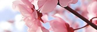 rashamather's profile banner image