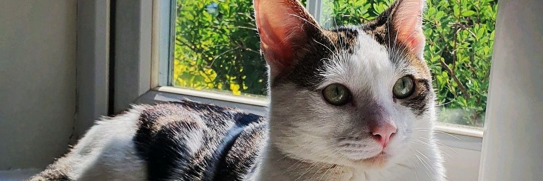 OfficialChaaar's profile banner image