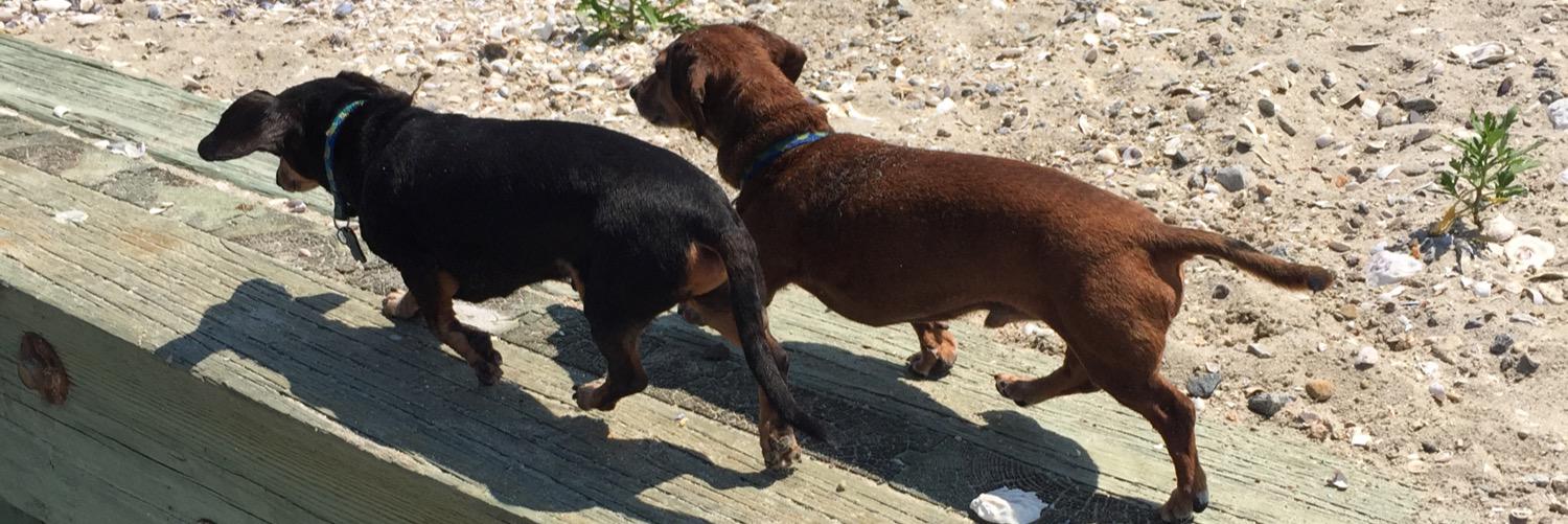 ✨Allison✨ banner