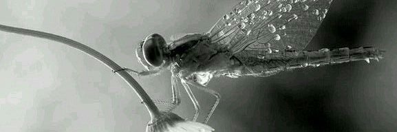 Autistic MacFuego banner