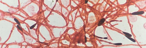 MicroMeIanie Profile Banner