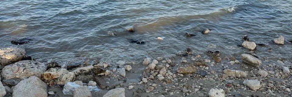 البتول المغربي🤗 banner