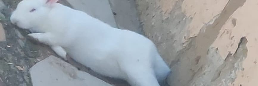 simdyasi's profile banner image