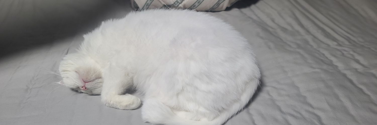 kimbobbyaus's profile banner image