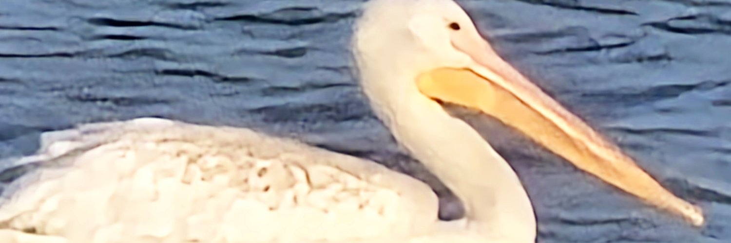 kathyth711's profile banner image