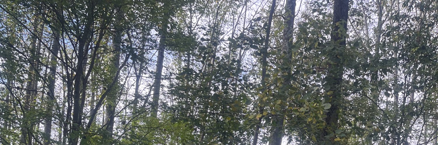 firephoenixx's profile banner image