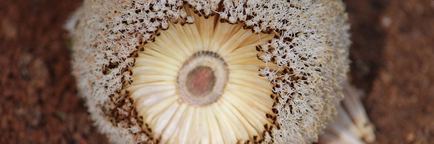 S Krishnaswamy banner