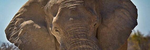ndoutheelephant's profile banner image