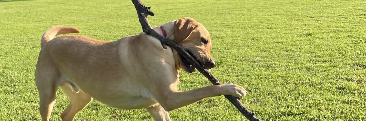 roger.eston@unisa.edu.au banner