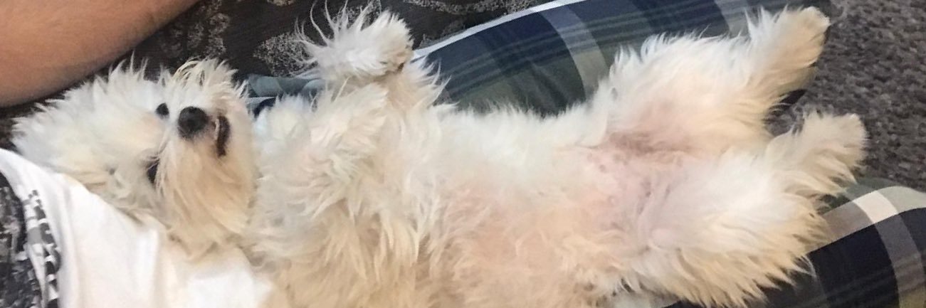 Nikola Markovic banner