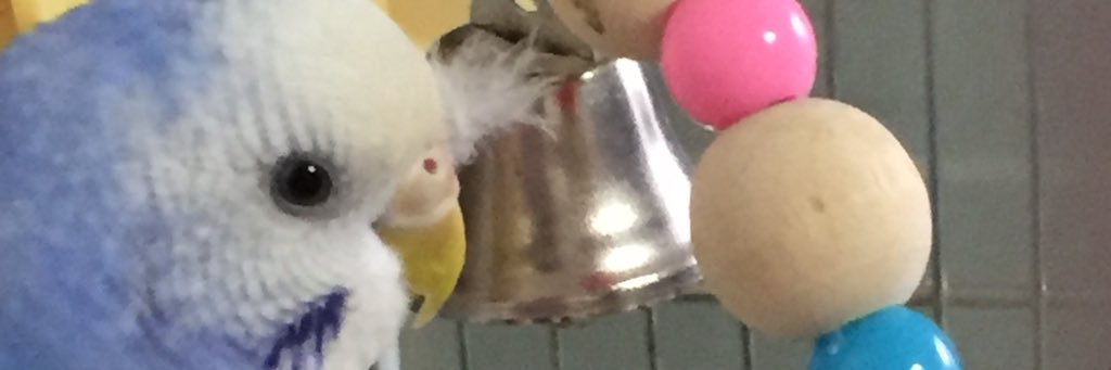 チャコママ^( 'Θ' )^ banner