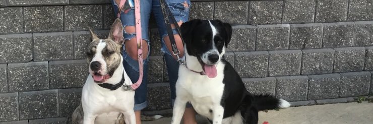 haleyann333's profile banner image