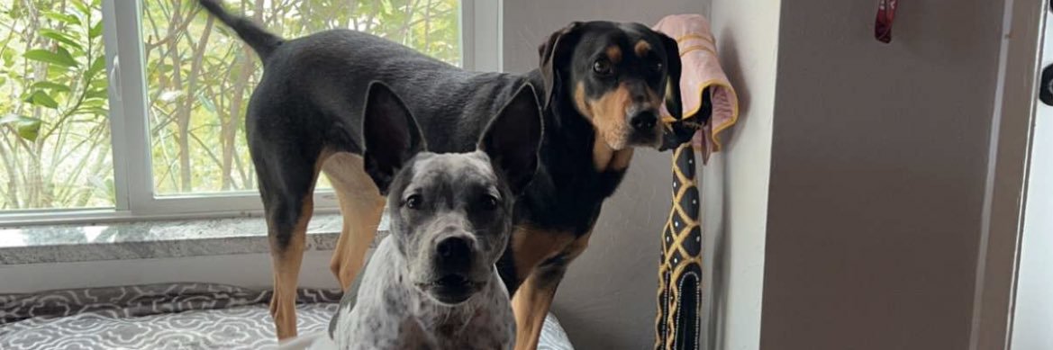 B_bowerwillis's profile banner image