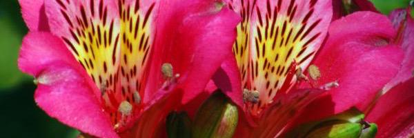 Jessyann1121's profile banner image