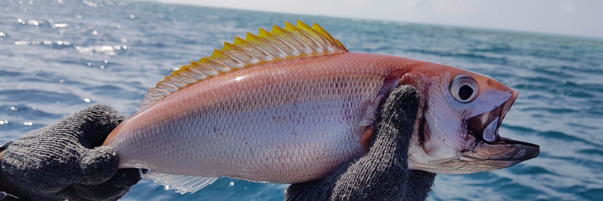Skull Fishing (@SkullFishing) / Posts / X